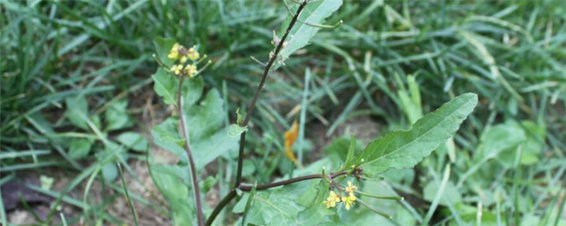 十字花科种植注意事项