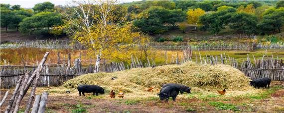 如何预防非洲猪瘟