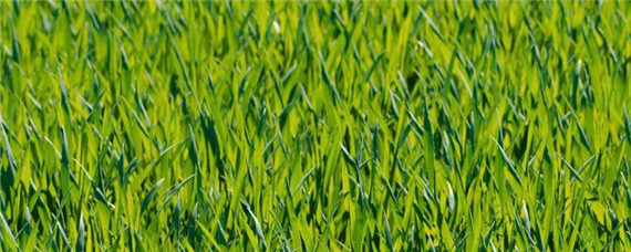 喜氯作物都有哪些