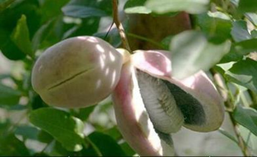 八月炸什么时候成熟