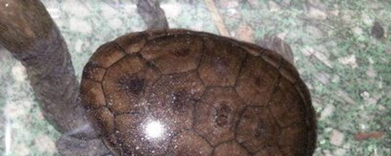 蛇颈龟和什么混养