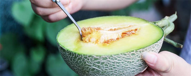 哈密瓜产自哪里