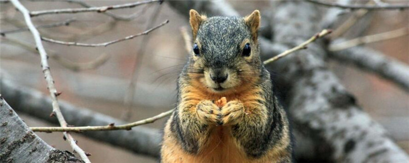 小松鼠是怎么过冬的