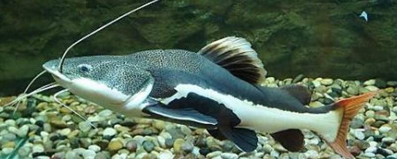 红尾鲶能和什么鱼混养