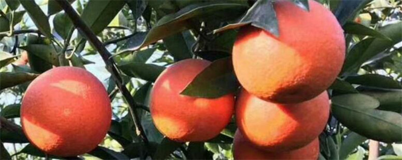 血橙可以挂果几年