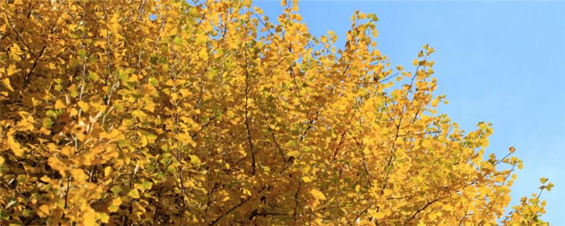 银杏树几年可以挂果