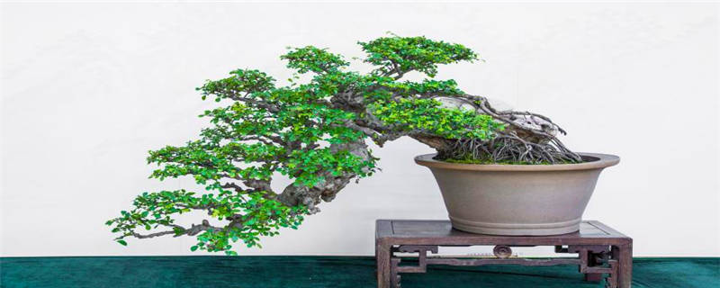 罗汉松种植要注意事项