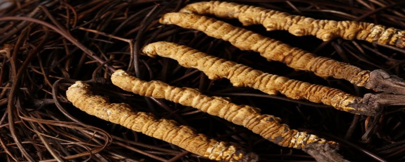 虫草可以人工种植吗