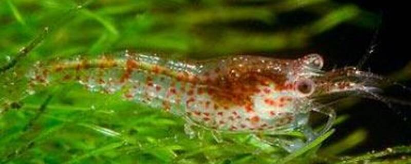 观赏虾和什么混养