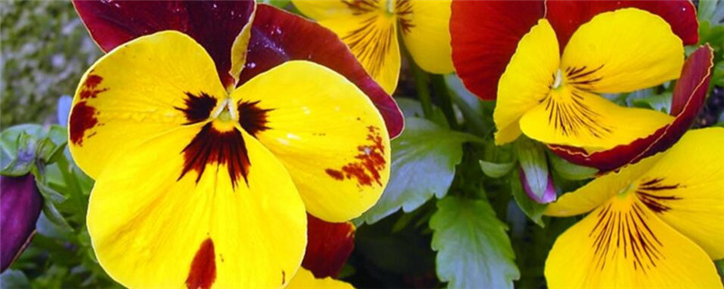 猫儿脸种植注意事项