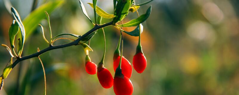 枸杞种子怎么种