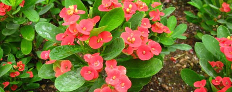 虎刺梅什么时候剪枝