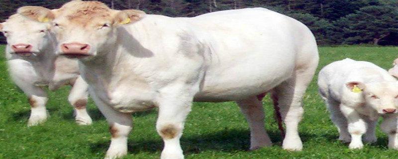 牛驱虫药过量表现