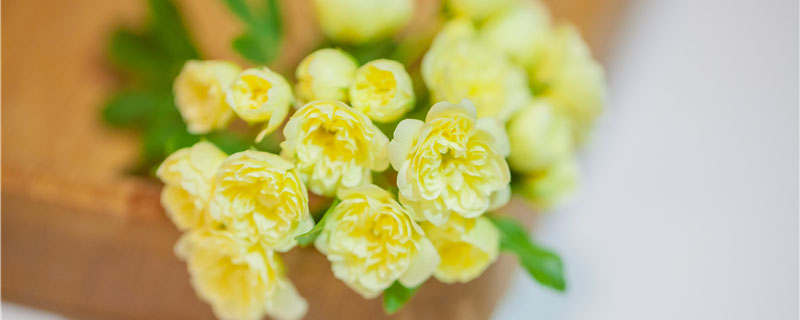 种植黄木香注意事项