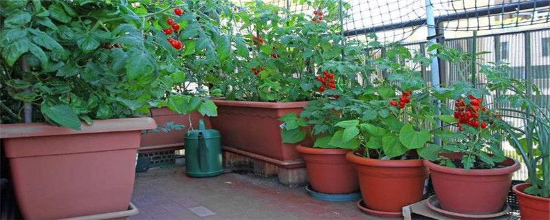 番茄阳台种植注意事项