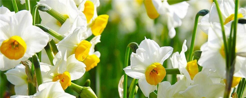 种植水仙花注意事项
