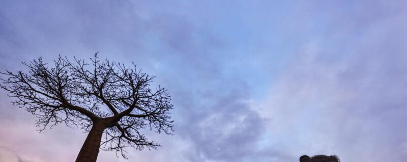 面包树的特点与作用