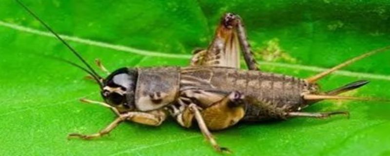 蟋蟀最怕什么药