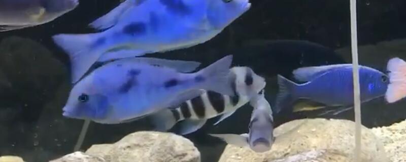 慈鲷鱼和什么鱼混养