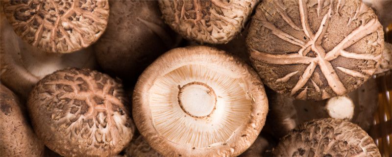香菇种植管理注意事项
