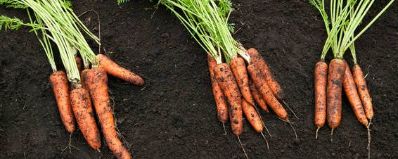 胡萝卜催芽方法