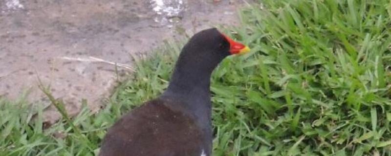 红冠水鸡是保护动物吗