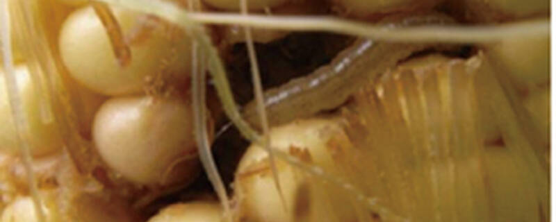 玉米冥虫用什么药防治