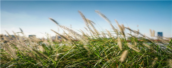 硝烟莠去津和烟嘧莠去津的区别