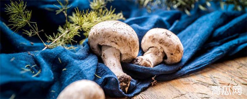 菌类种植的注意事项