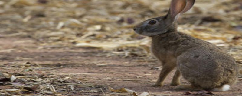 野外的兔子怎么过冬