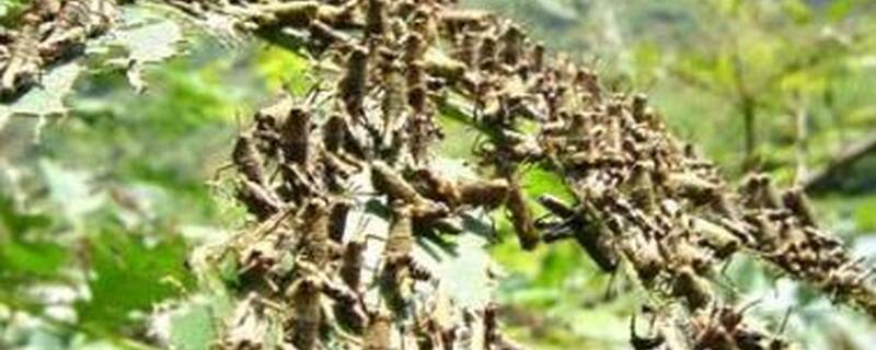 蝗虫怕什么植物