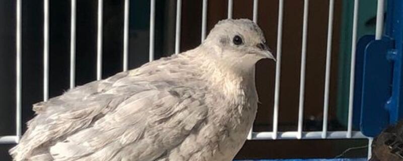 芦丁鸡多大开始下蛋