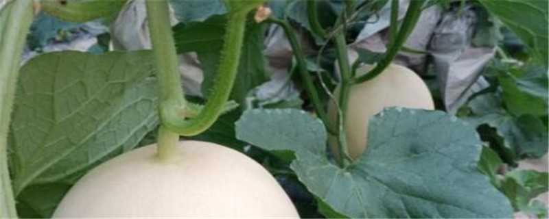 甜瓜怎样催芽育苗