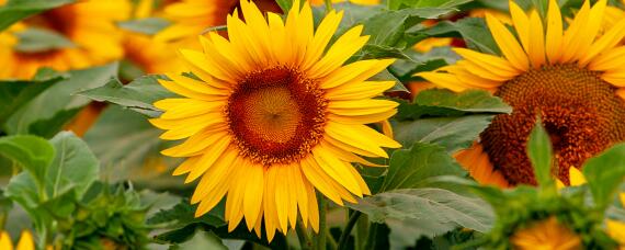 太阳花的花期是多久九