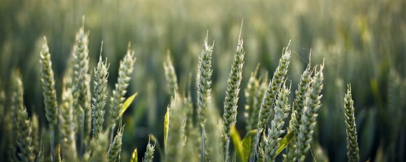 哪个小麦种子产量高