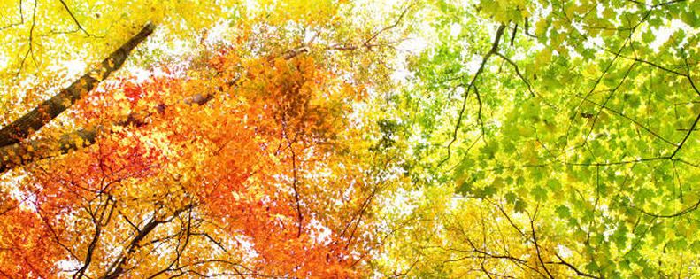 树木是怎么过冬