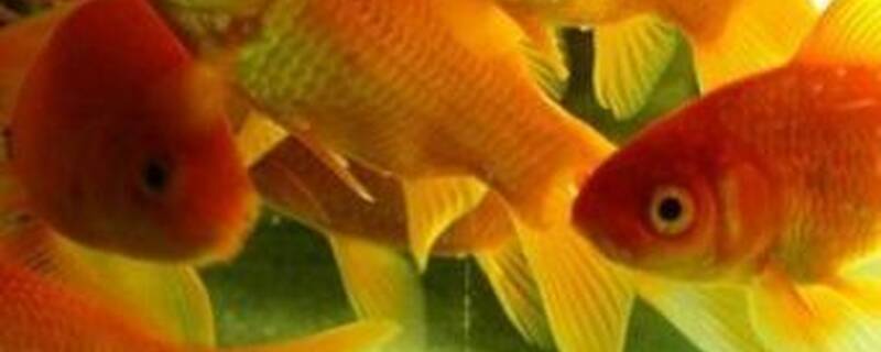 金鲫鱼和什么鱼混养