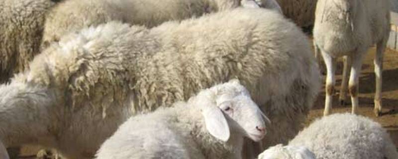 羊养殖周期