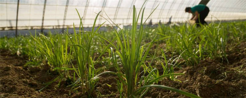栽韭菜怎么施肥