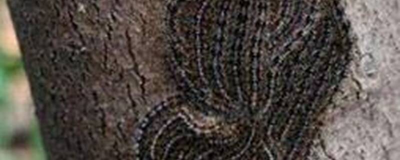 刺毛虫害怕什么植物