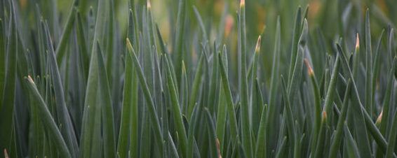 香葱种子催芽方法