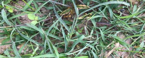 菊科杂草用什么除草剂