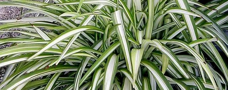 吊兰的种植注意事项