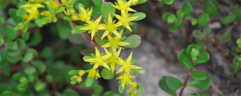 凹叶景天种植注意事项