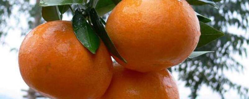 沃柑挂果多久可以采收