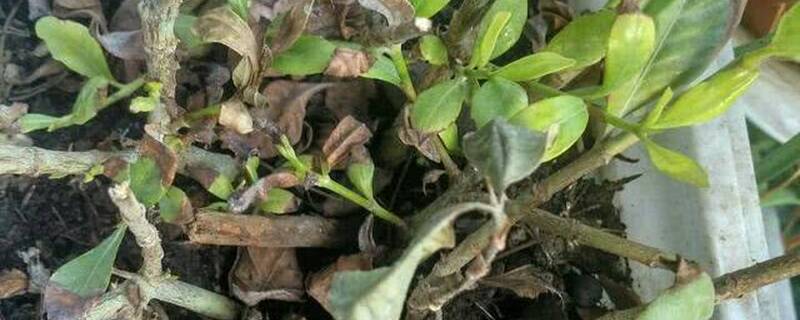 花烧根后会缓过来吗