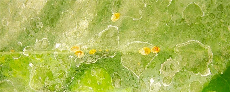 介壳虫的防治用什么药