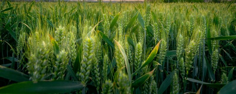 小麦种植的注意事项