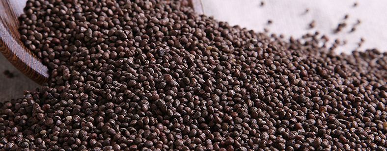 苏子是果实还是种子