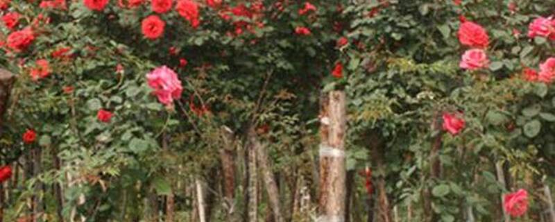 红刺藤什么时候嫁接